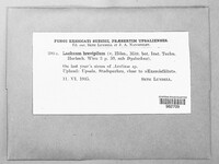 Lachnum brevipilum image